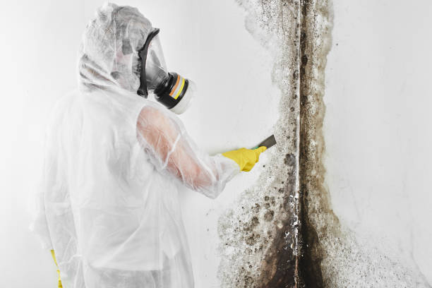 Best Fast Mold Removal  in Tyrone, GA