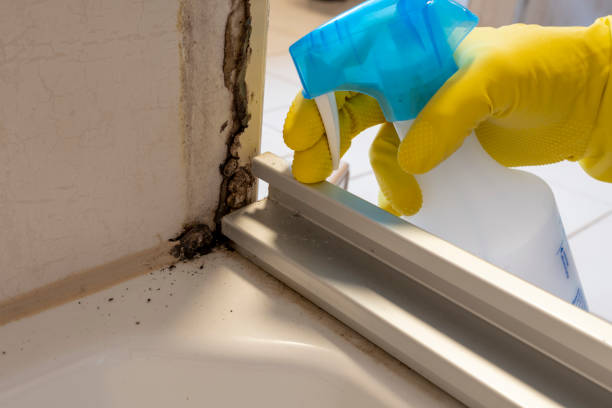 Best Certified Mold Removal  in Tyrone, GA