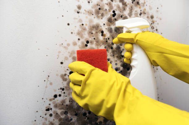 Reliable Tyrone, GA Mold Removal Solutions