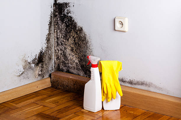 Best Black Mold Removal  in Tyrone, GA